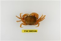 藏品(蔡氏澤蟹)的圖片